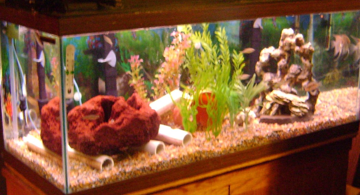 Rated #3332: 75 Gallons Freshwater Fish Tank - full tank view