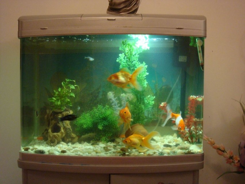 Rated #3986: 20 Gallons Freshwater Fish Tank - It is 20 gal tank of total 3 gold fishes and one comment fish.
ost of plants are planstic ,