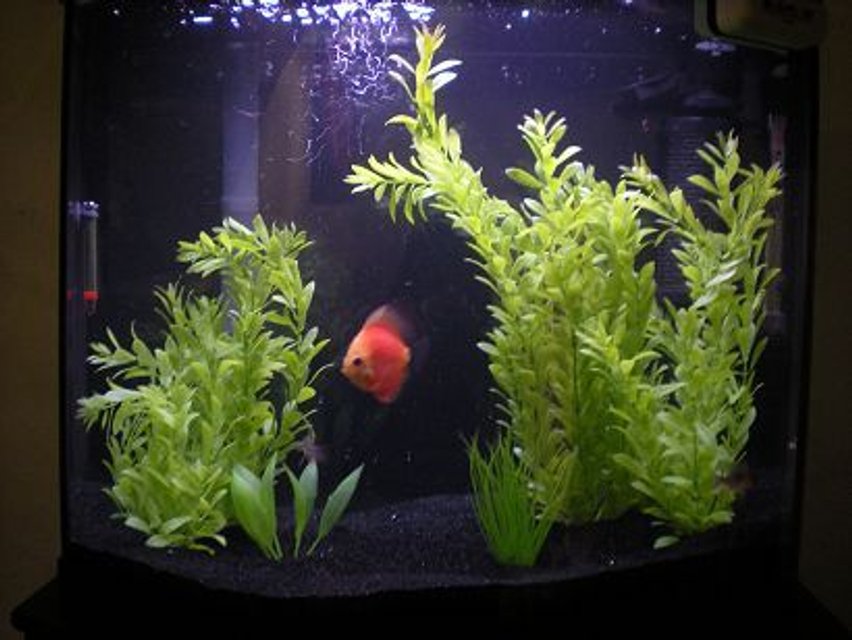 Rated #3215: 26 Gallons Freshwater Fish Tank - 26 Gallon Bow Front(Pretty Good I Think For My First Tank)