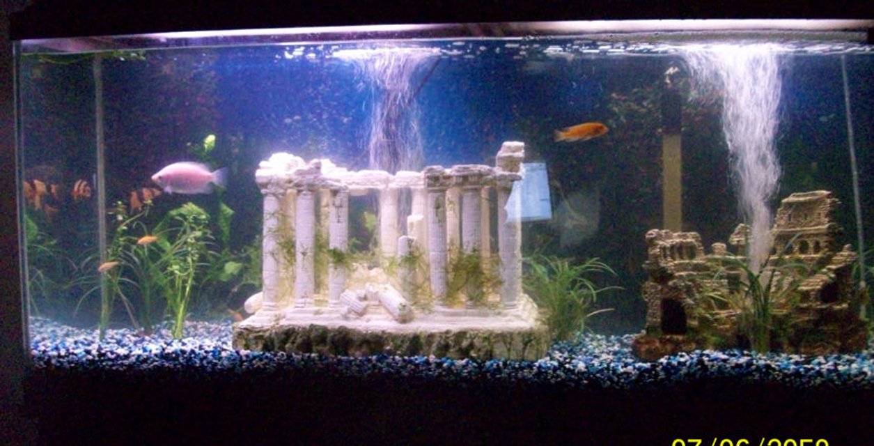 Rated #3641: 55 Gallons Freshwater Fish Tank - New tank