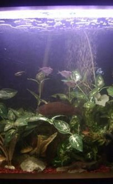 Rated #3713: 55 Gallons Freshwater Fish Tank - 46 gallon tank that is always full of activity