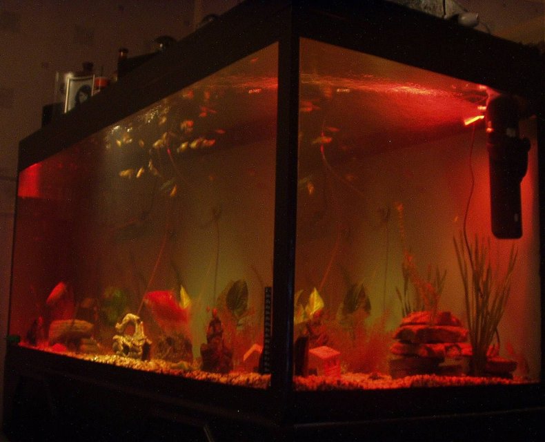 Rated #3914: 240 Gallons Freshwater Fish Tank - our 5ft fish tank at night