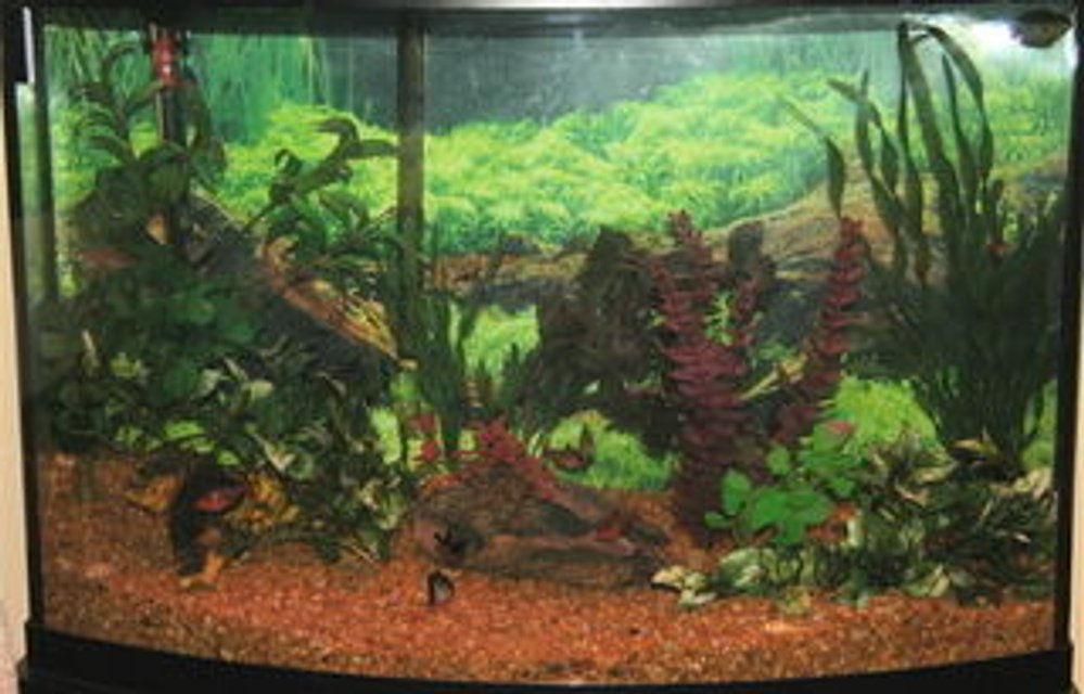 Rated #3399: 40 Gallons Freshwater Fish Tank - 40 gal. bow front with tetras, corys and dwarf gourami.