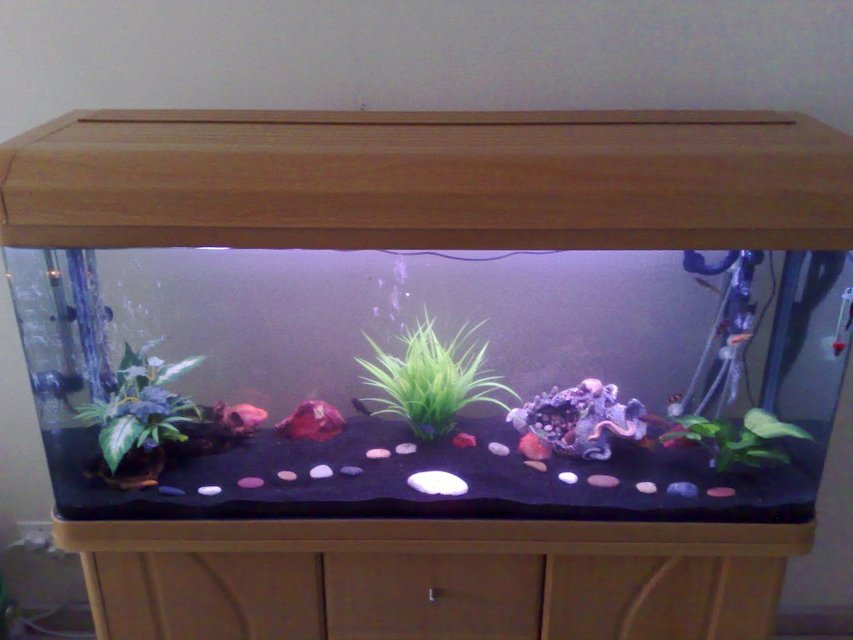Rated #3335: 90 Gallons Freshwater Fish Tank - Curved glass, 1.2  meter tank.