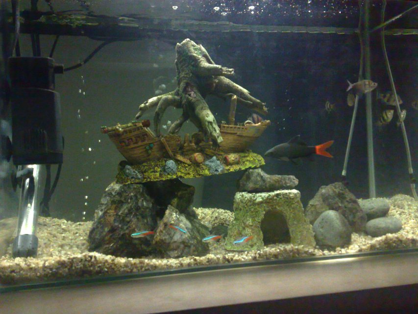 Rated #4054: 15 Gallons Freshwater Fish Tank - my fish tank