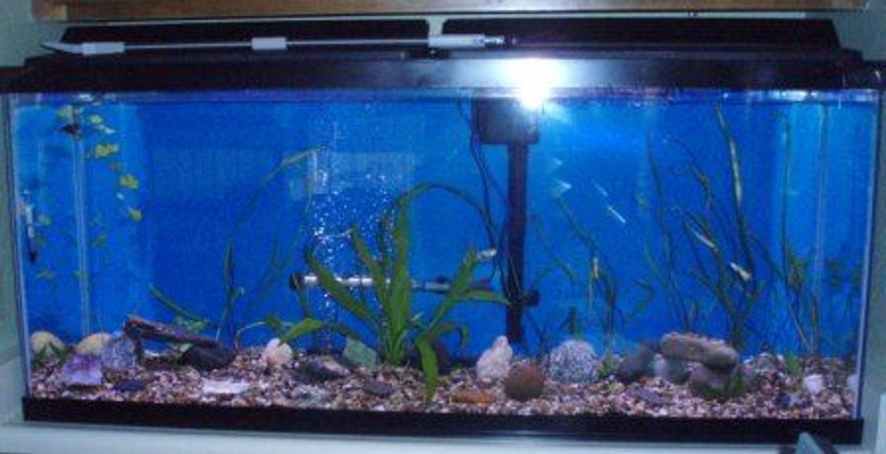 Rated #4000: 55 Gallons Freshwater Fish Tank - 55 gallon freshwater in early stages
March 21st 2009