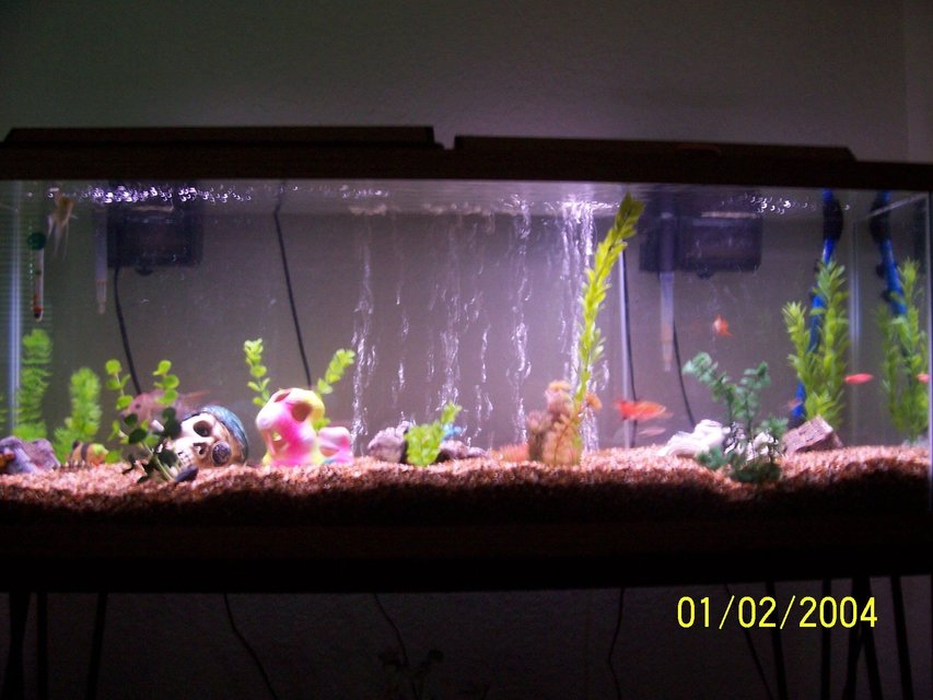 Rated #3924: 55 Gallons Freshwater Fish Tank - tank