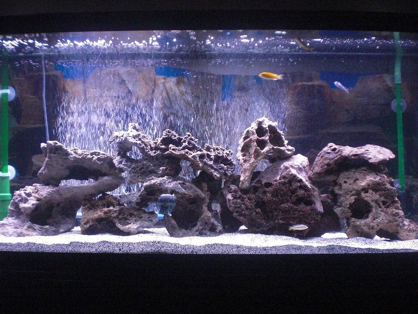 Rated #888: 55 Gallons Freshwater Fish Tank - My Mbuna's Mini Malawi