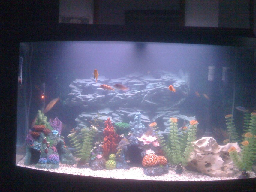 Rated #2946: 50 Gallons Freshwater Fish Tank - My  Tank