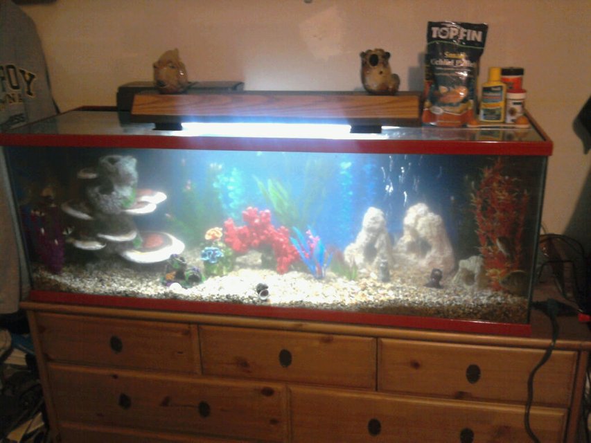 Rated #3689: 55 Gallons Freshwater Fish Tank - 55 gallon tank. custom painted red top and bottom, with custom painted blue background. 7 ASSORTED AFRICAN CICHLIDS. 7 TIGER BARBS. 1 CRAB. Plant life is all plastic. 60 gallon filter with air bubbles as well.i need a bigger light then my tank is complete.
