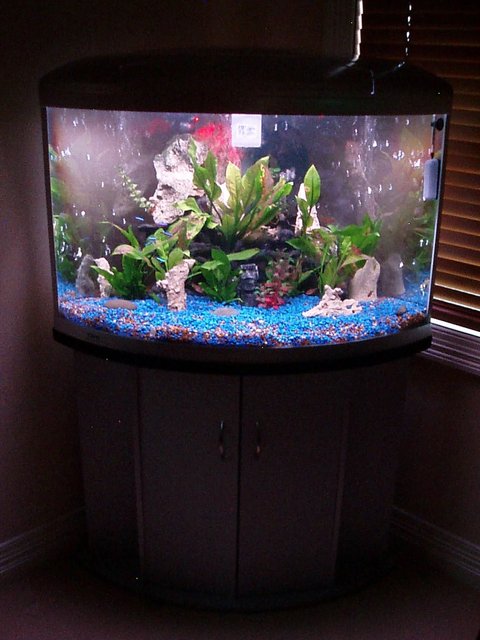 Rated #2786: 45 Gallons Freshwater Fish Tank - Aqua One, UFO 700 170liter tank. Not even close to being finished yet!
