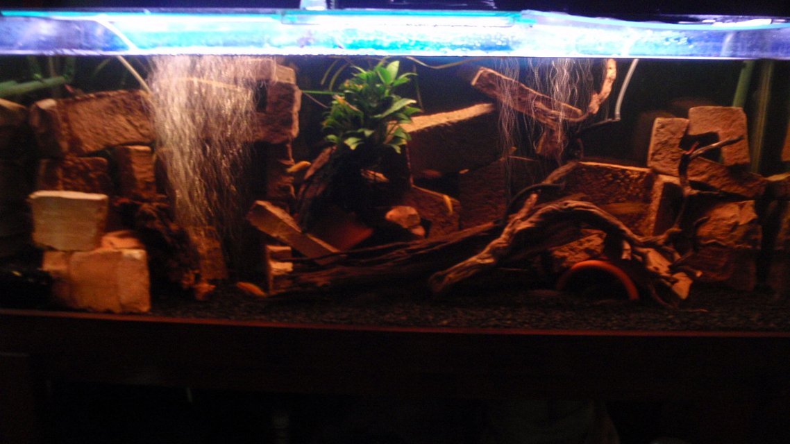 Rated #3490: 42 Gallons Freshwater Fish Tank - Freshwater Tank, Rusty/Outback theme with Driftwood and Terra-cotta caves.