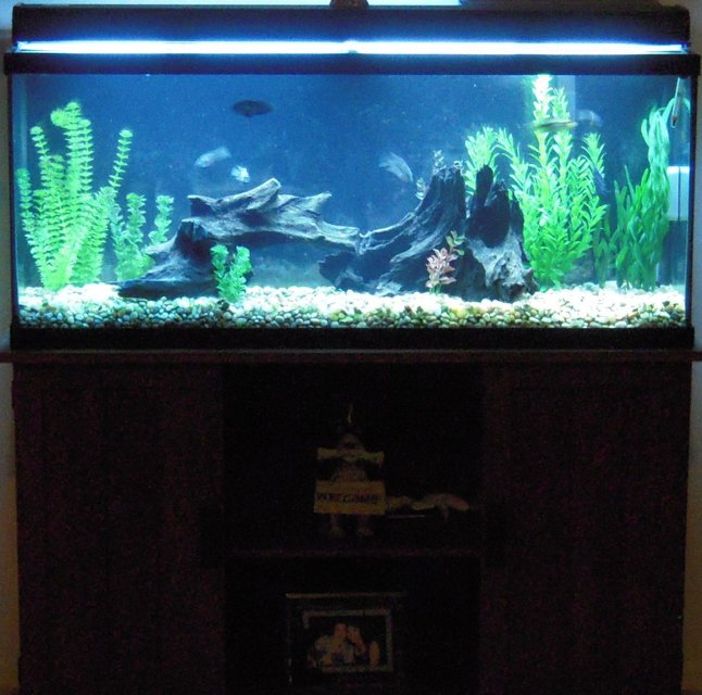 Rated #2955: 55 Gallons Freshwater Fish Tank - Freshwater Fish Tank