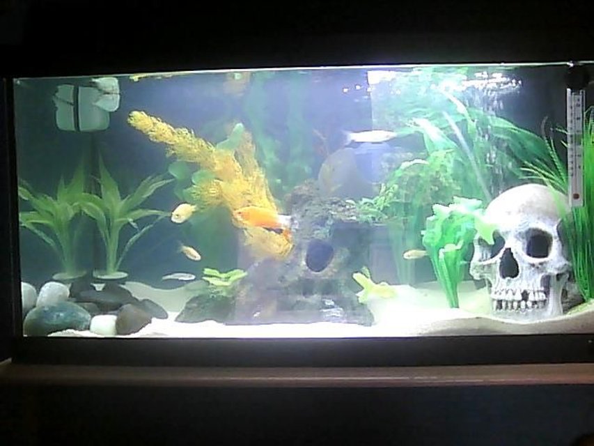 Rated #3710: 14 Gallons Freshwater Fish Tank - N/A