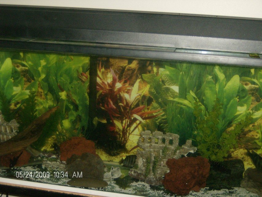 Rated #393: 90 Gallons Freshwater Fish Tank - Old Tank, 90g... glass canopy, New Lights, lava rocks.. fake plants, castle brake in half.
same stones from the beach.