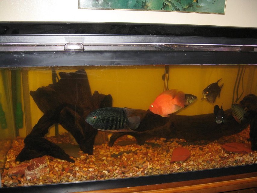 Rated #3969: 75 Gallons Freshwater Fish Tank - view of the tank