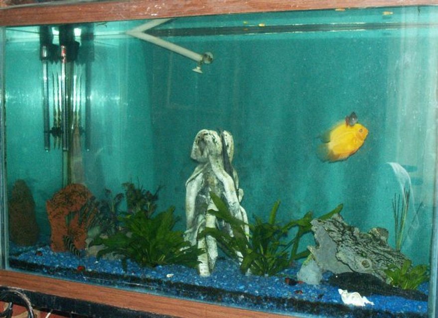 Rated #4062: 110 Gallons Freshwater Fish Tank - 110 Gal