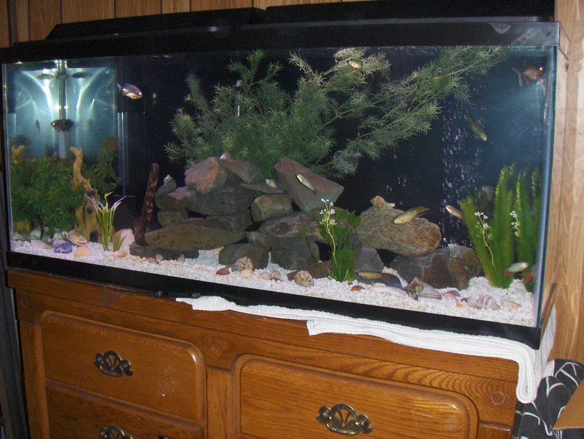 Rated #2707: 55 Gallons Freshwater Fish Tank - 55 Gallon Tank. Blue Paradise Gourami.  3 Red Belly Pacus, and one beautiful 6 inch pleco.  rocks from local creek.  shells to bump up PH.  artificial plants and artificial log.  tetra filter and air pump.  200W heater.