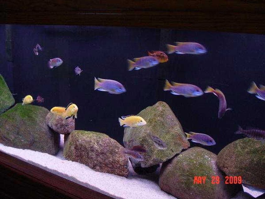 Rated #943: 180 Gallons Freshwater Fish Tank - CLOSEUP