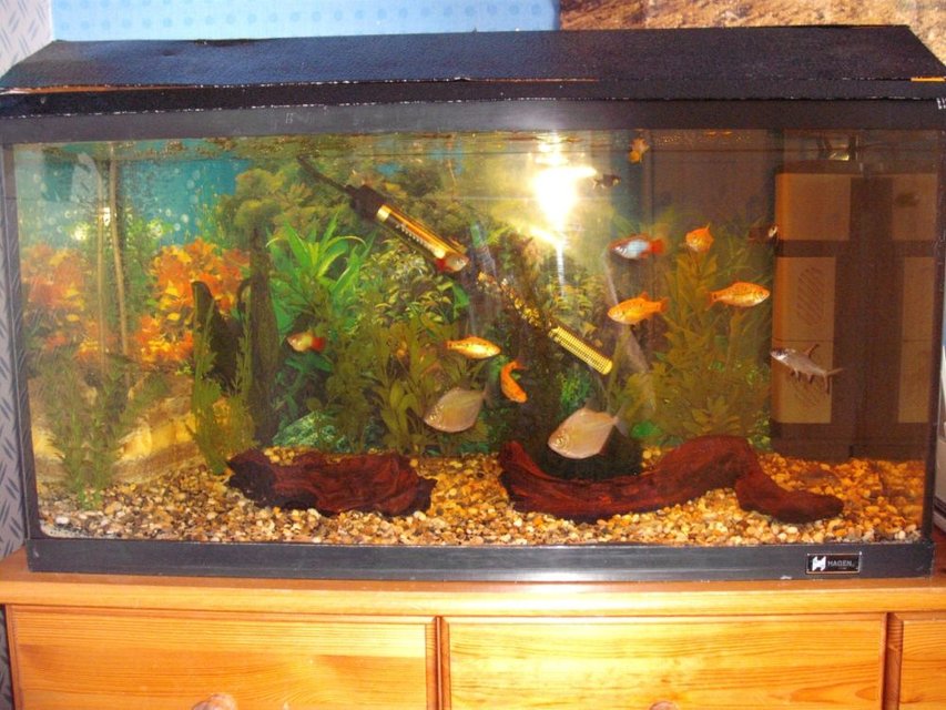Rated #3737: Freshwater Fish Tank - This is a picture of my tropical fish tank. It's a 19.45 (UK Gallon). It houses 2 Silver Dollars, 1 Bala Shark, 1 Killi Fish, 1 BrittleNose Plec, 1 Common Plec, 5 Golden Barbs, 3 Platties and 2 Bronze Cory's.