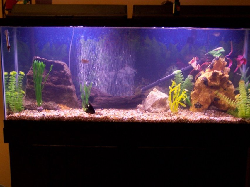 Rated #2703: 55 Gallons Freshwater Fish Tank - 55 gal new set up