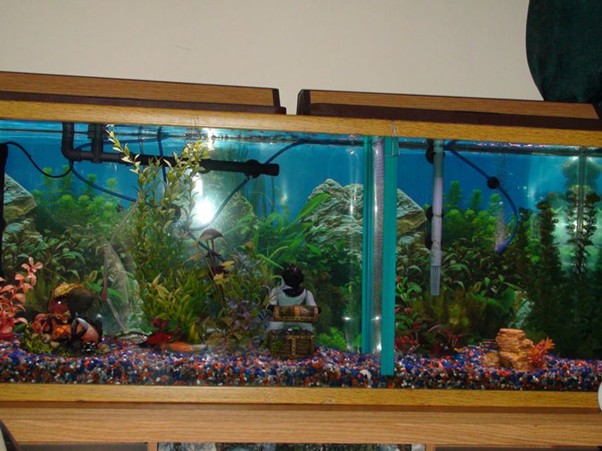 Rated #3652: 55 Gallons Freshwater Fish Tank - Old 55 gal community tank -redone as planted