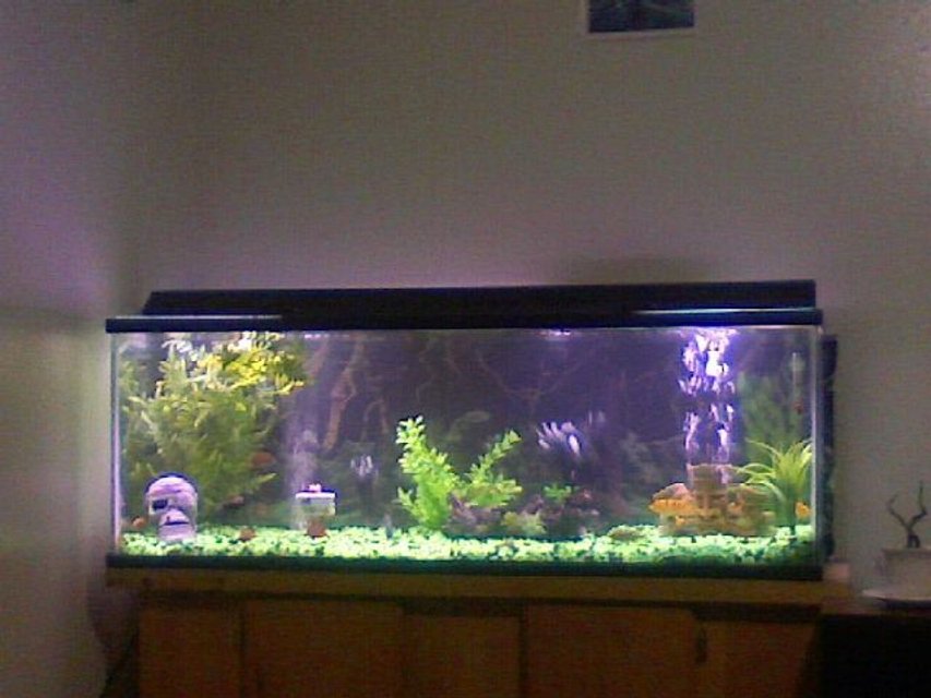 Rated #3241: 60 Gallons Freshwater Fish Tank - 60 gallon fresh water tank. green and black rocks with shinny black oval marbles. Three african faces represent the type of fish i have in my tank various types of AFRICAN CICHLIDS. 1skull on the left representing the several fish that were killed by the others in the proccess of me finding out witch were aggressive enough 2 be in this survivalist tank. YEPP I like beautiful but the most aggressive cichlids of all. my favorite of all so far is my electric blue johonni, and my super red jewell cichlids. I also love red devils, but i can't afford 2 keep replacin the fish that they massecer at the rapid rate they do it in.NOTE 2 ALL CICHLID LOVERS, IF  U WANT RED DEVILS IN UR TANK B PREPARED 2 EVENTUALLY CONSIDER ALL OTHER BREEDS A PART OF THERE DIET!!!