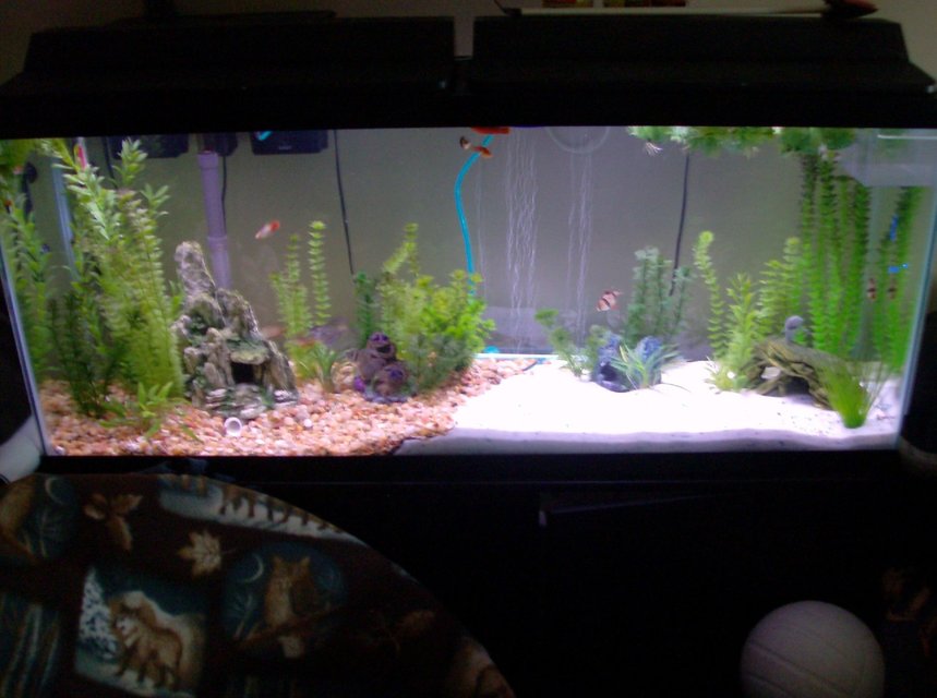 Rated #361: 55 Gallons Freshwater Fish Tank - taken on 8/24/09

Recently did the annual clean and since home depot no longer has the sand i used when starting the tank last yr i decided to go for the half&half look for the sake of a thicker substrate bed, i think it came out nice. I also rearranged everything and placed my plants in bunches as opposed to just along the sides and i think it makes it seem a bit more full. also added in 2 mondo grass which seem to have taken well. backdrop is now also gone for now, i seem to like being able to look through to the wall i guess