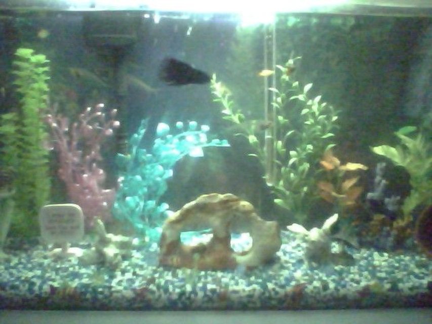Rated #4044: 35 Gallons Freshwater Fish Tank - my fish tank
