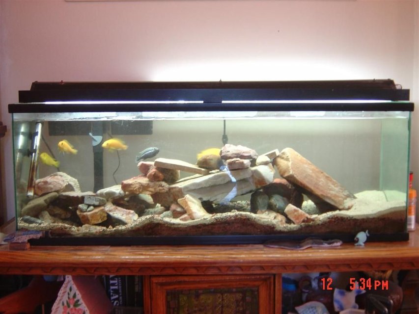 Rated #2845: 25 Gallons Freshwater Fish Tank - My other aquarium, 55 gallon cichlid tank