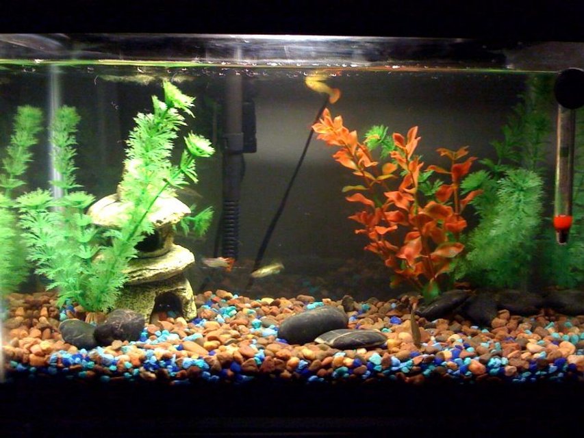 Rated #3583: 5 Gallons Freshwater Fish Tank - Small shot of the 5.5 gallon tank with the guppies and the danio.