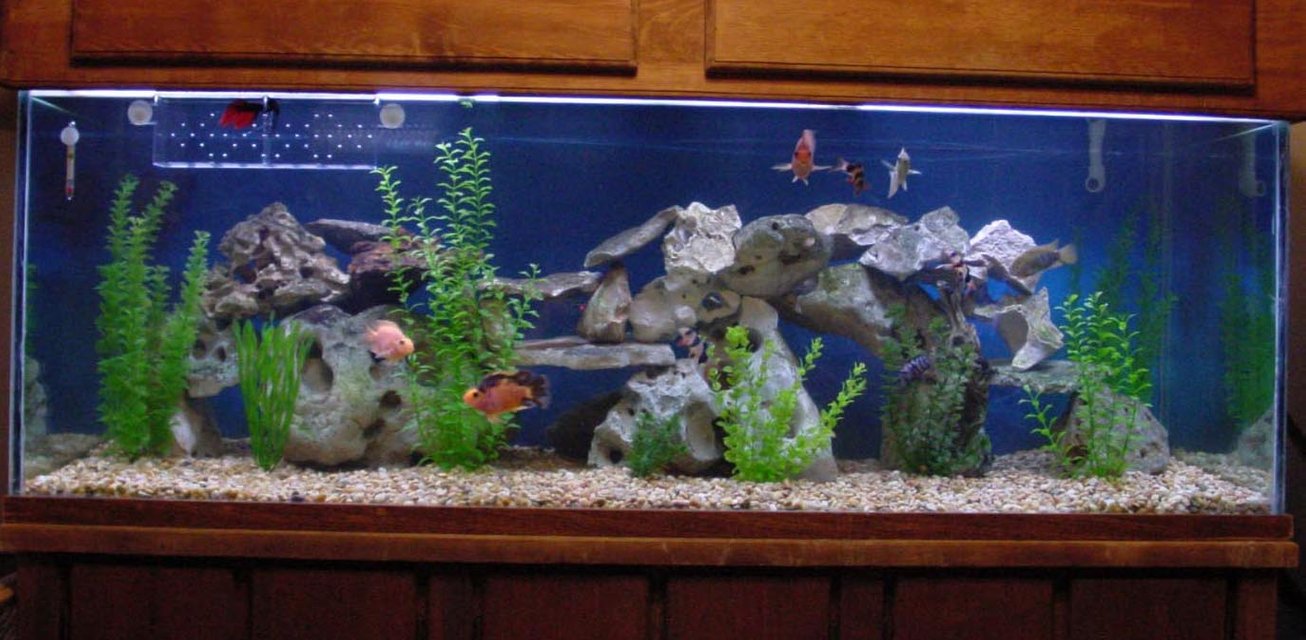 Rated #71: 200 Gallons Freshwater Fish Tank - Central & South American Community!