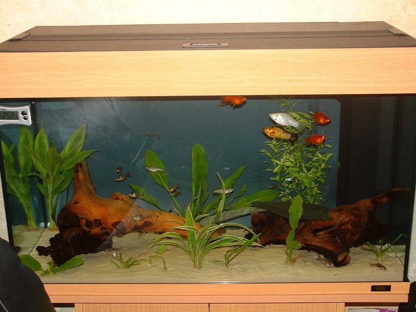 Rated #3714: 33 Gallons Freshwater Fish Tank - 2.5ft long
27 uk gallon (33 US gallon) community tank
4 Neon Tetras, 3 Harelquin Rasboras, 3 Black Phantom Tetras, 5 X-Ray Tetras, 4 glowlight tetras, 3 bamboo/wood shrimp, 3 Mollies, 2 Otos, 2 Zebra Danios , 4 Bronze Corys, 3 Albino Corys,  3 Peppered Cory, 1 Panda Cory, 1 Whiptail catfish, 1 Apple Snail and 1 African Dwarf Frog.