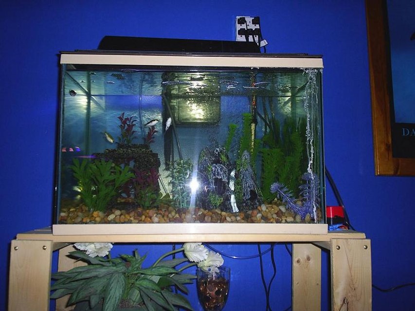 Rated #3926: 90 Gallons Freshwater Fish Tank - 20 Gallon Figure 8 Pufferfish.  Species Only Tank.  Aquaclear 200 Filter.  Airstone as well in this tank.