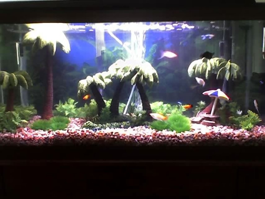 Rated #3718: 30 Gallons Freshwater Fish Tank - tropical/beach theme. fish (red-wag platy,cremecicle lyretail molly, fancy guppy, balloon belly molly,neon tetras, algae eaters)