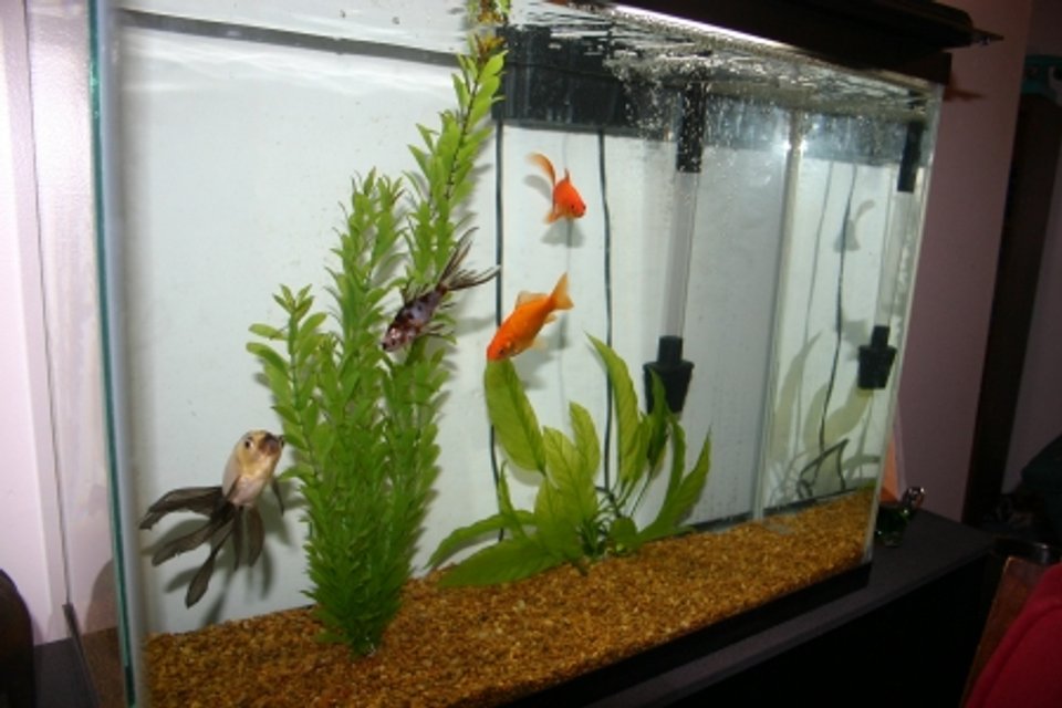 Rated #4146: 37 Gallons Freshwater Fish Tank - our 37 gallon. still quiet new, gotta get some more plants and rocks :)