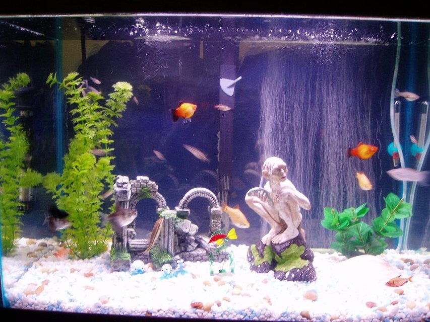 Rated #3932: 20 Gallons Freshwater Fish Tank - What do you think