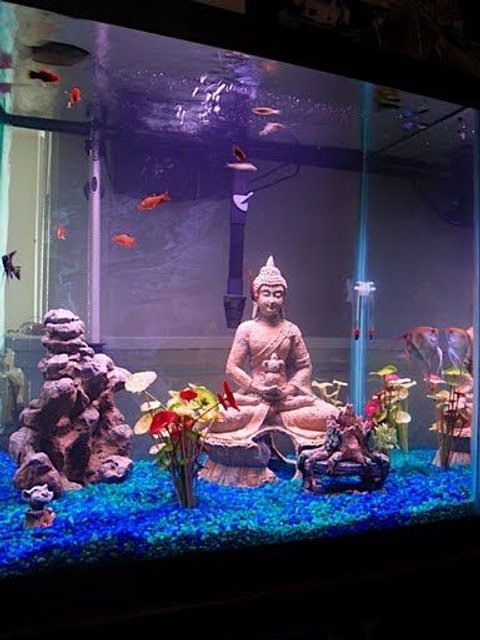Rated #3279: 55 Gallons Freshwater Fish Tank - Angels, Tetras, Sharks, and The Buddha.