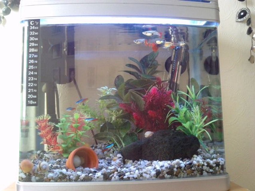 Rated #3006: 3 Gallons Freshwater Fish Tank - my mini 16 litre tropical fresh water tank
4 neons, 5 guppies, 10 apple snails