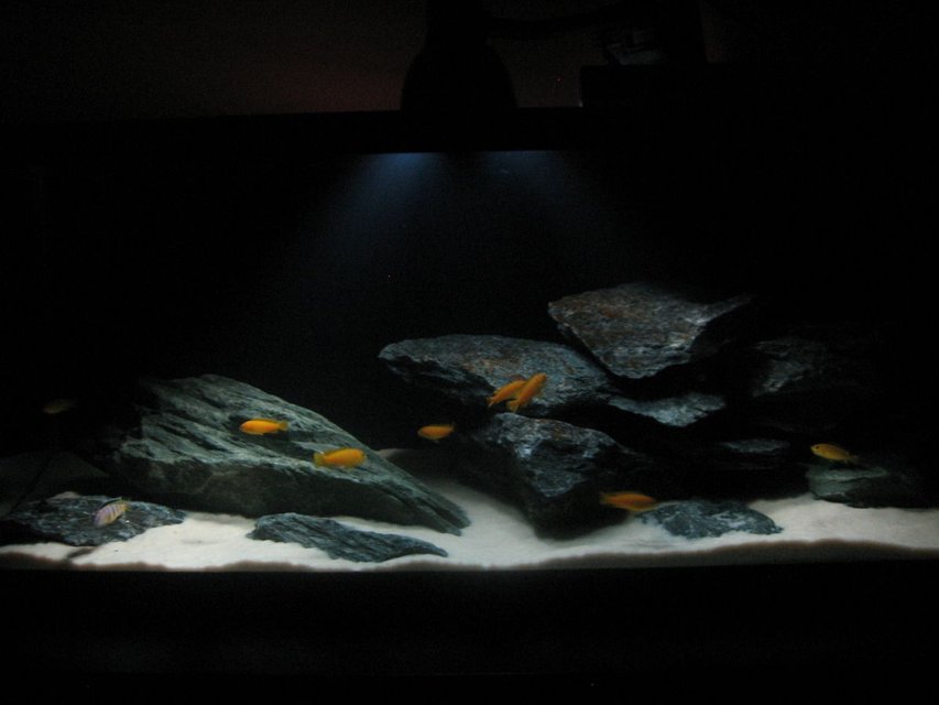 Rated #697: 75 Gallons Freshwater Fish Tank - mbuna