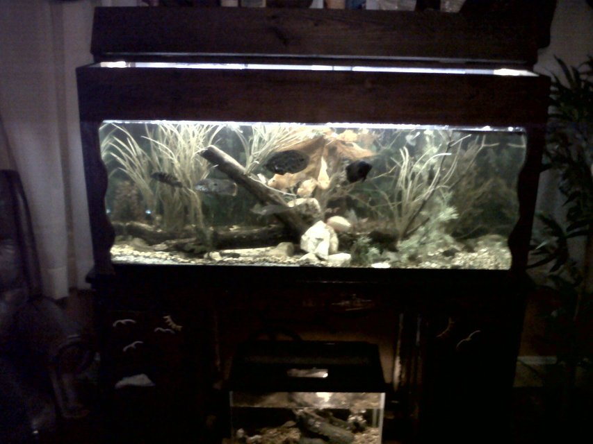 Rated #2165: 75 Gallons Freshwater Fish Tank - 75 gallon freshwater tank custom built with 50 fish