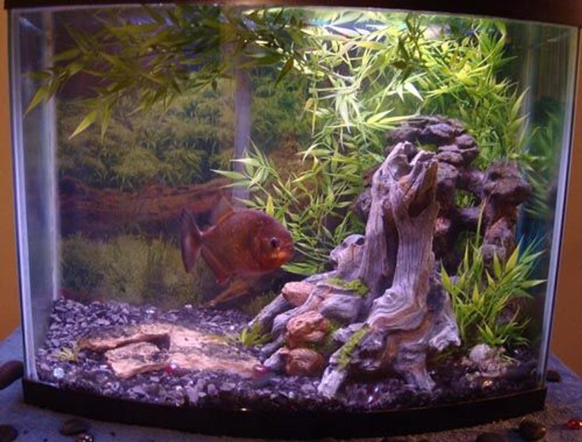 Rated #2743: 30 Gallons Freshwater Fish Tank - Piranha tank.