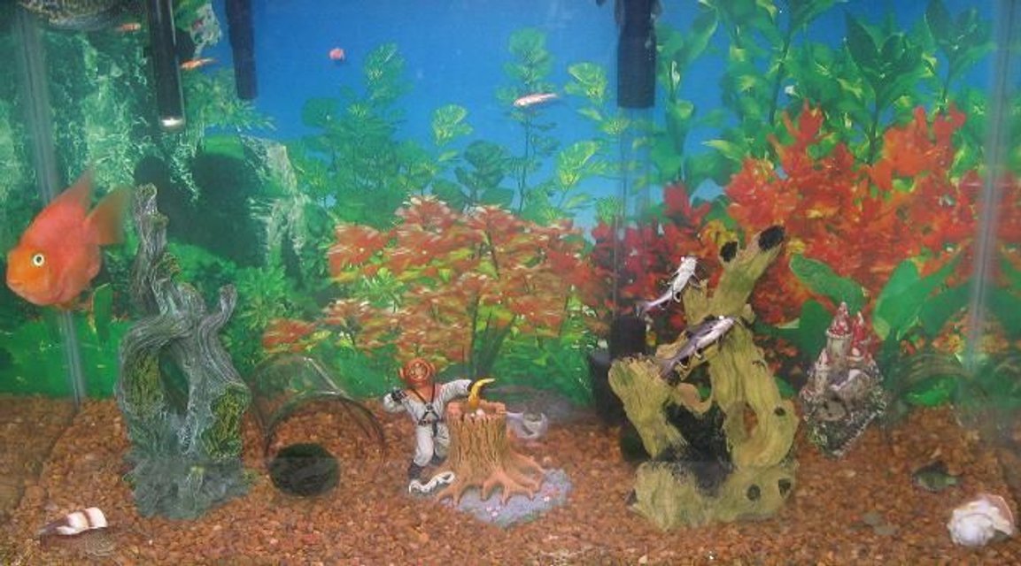 Rated #3751: 29 Gallons Freshwater Fish Tank - My 3 children made this tank . They are 7M 5F 4M . This is there first tank