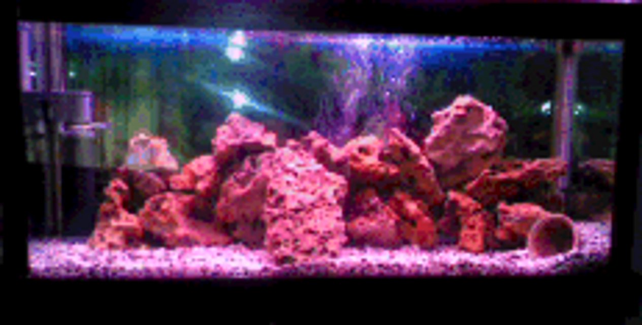 Rated #3574: 84 Gallons Freshwater Fish Tank - 4 ft long, 2 1/2 ft wide and 20 cm high. only rock work and one pink light. many caves and hiding places for the fish. 1 male and 1 female green terrors which have spawned 4 times with 500 eggs each time.