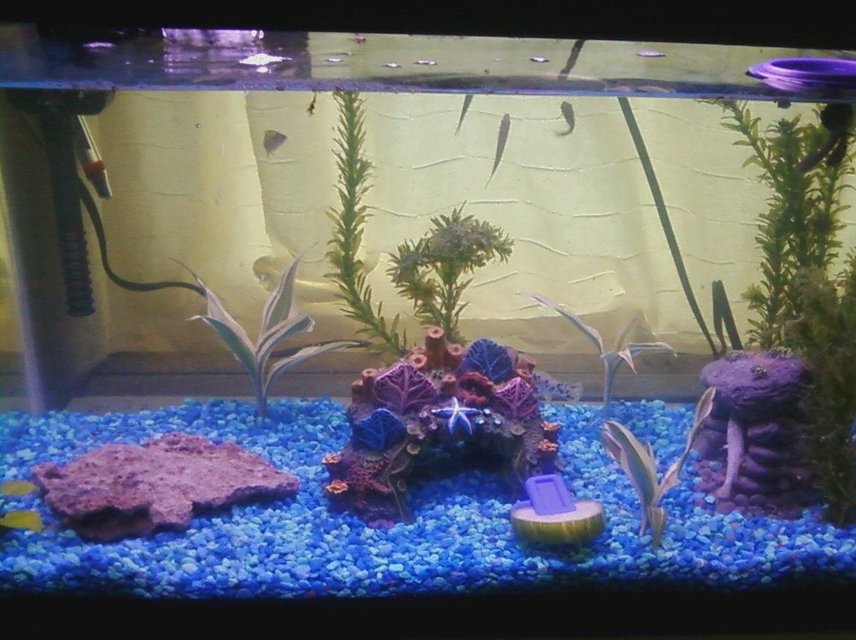 Rated #3869: 10 Gallons Freshwater Fish Tank - This is my 10g aquarium.
