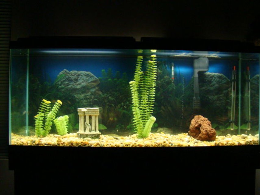 Rated #3945: 55 Gallons Freshwater Fish Tank - I got the tank and boring decorations from a buddy. Its a work in progress. Three Black Phantom Tetras, so far...