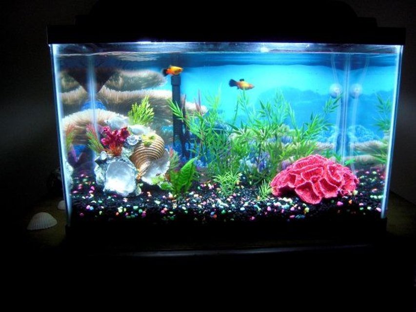 Rated #3792: 10 Gallons Freshwater Fish Tank - With much rearrangement and many trips to and from the pet store...this is the final result!