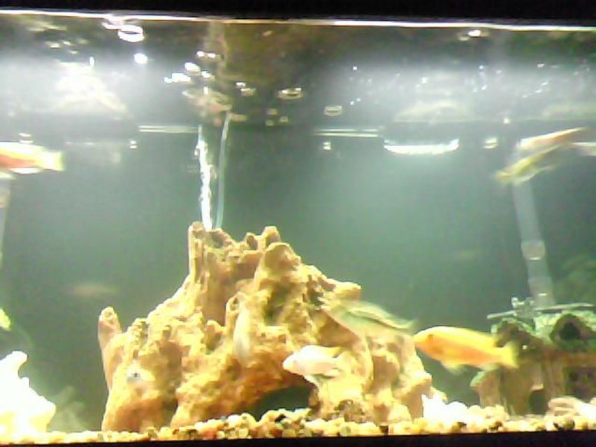 Rated #3529: 55 Gallons Freshwater Fish Tank - cichilds
