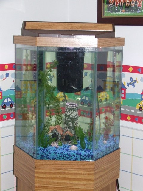 Rated #4004: 20 Gallons Freshwater Fish Tank - Hexagonal Tank with oak stand and hood.