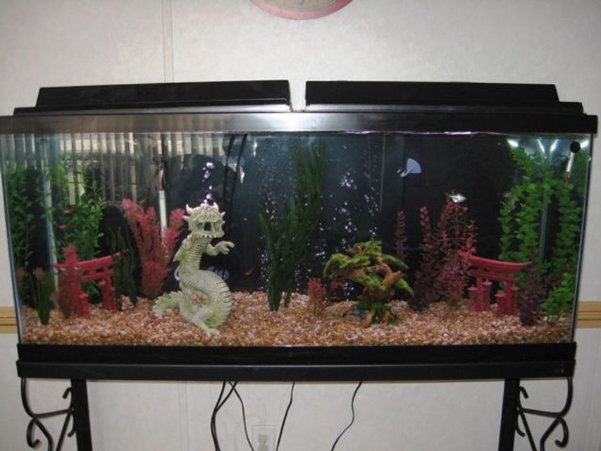 Rated #3079: 55 Gallons Freshwater Fish Tank - very cool